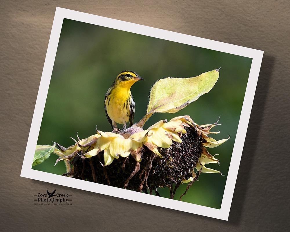 A male Blackburnian warble on a sunflower 8 x 10 giclee print at covecreekphotography.com.