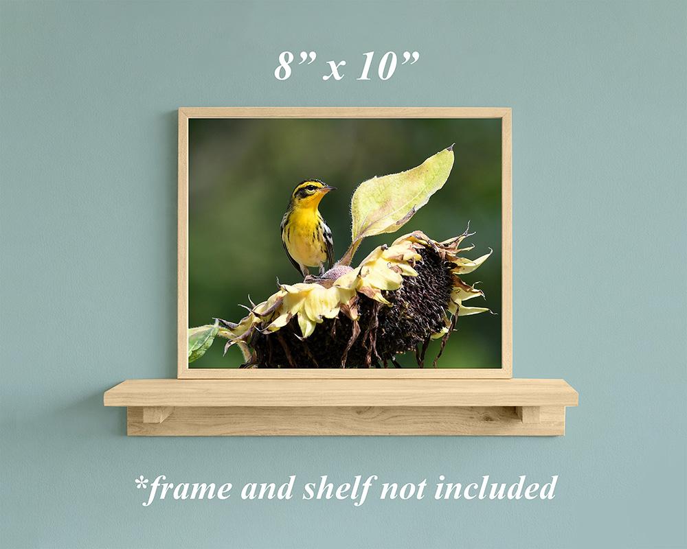A bird and sunflower color photography giclee print in a natural wood frame at covecreekphotography.com.