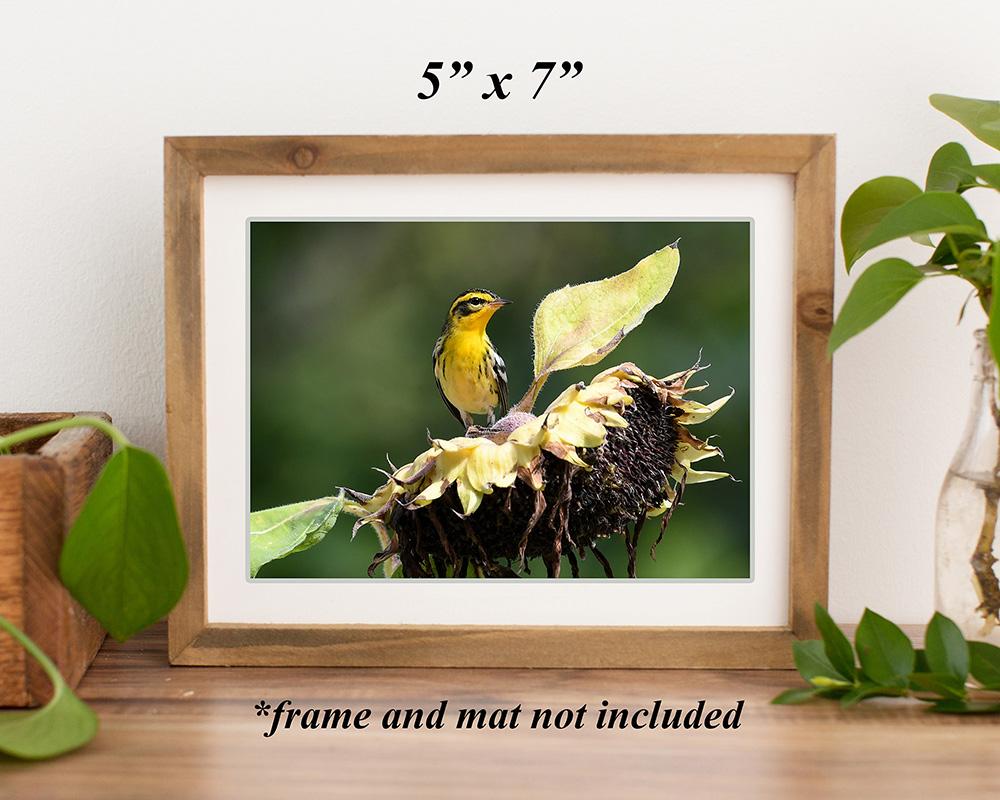 A brown wood frame on a shelf with a color giclee print of a bird on a sunflower at Cove Creek Photography.
