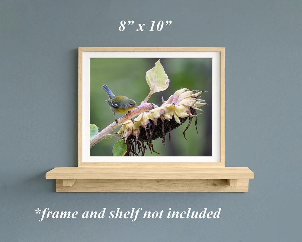 Framed 8 x 10 garden photography with a small bird on a sunflower at covecreekphotography.com.