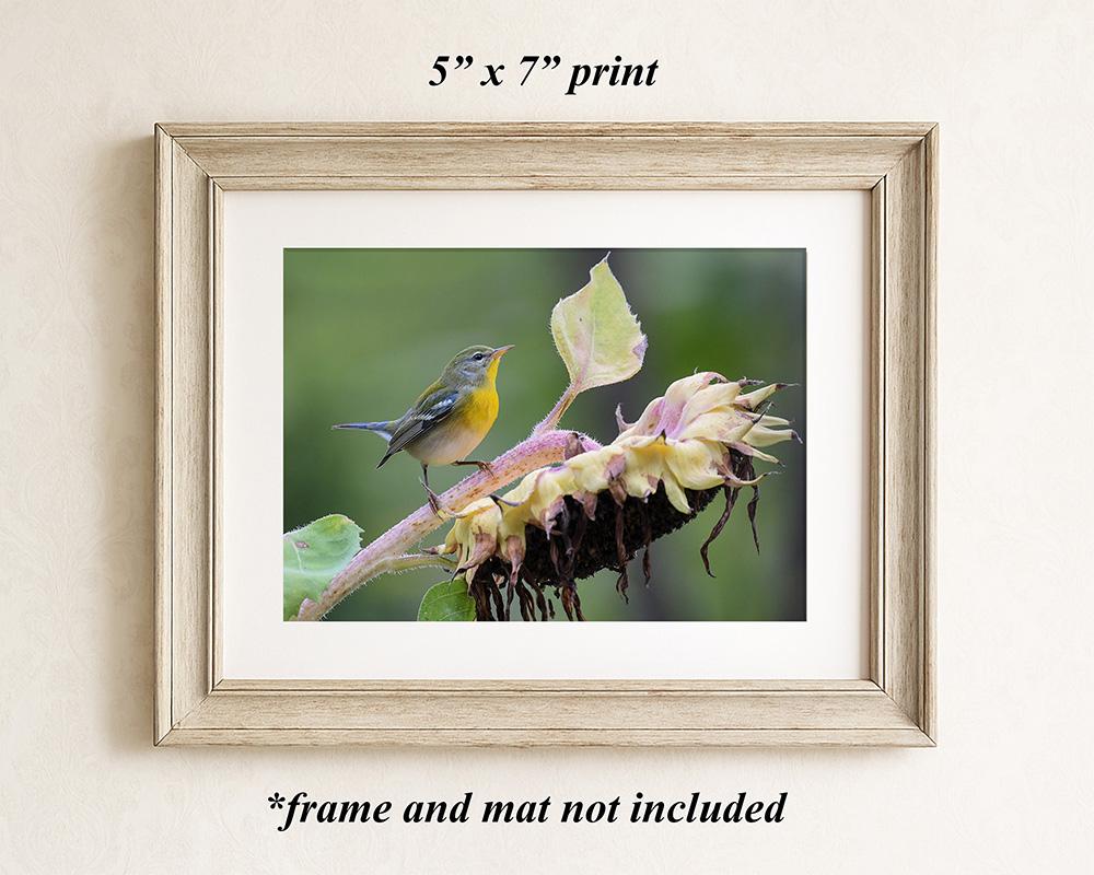A framed art print of a colorful bird on a sunflower at covecreekphotography.com.