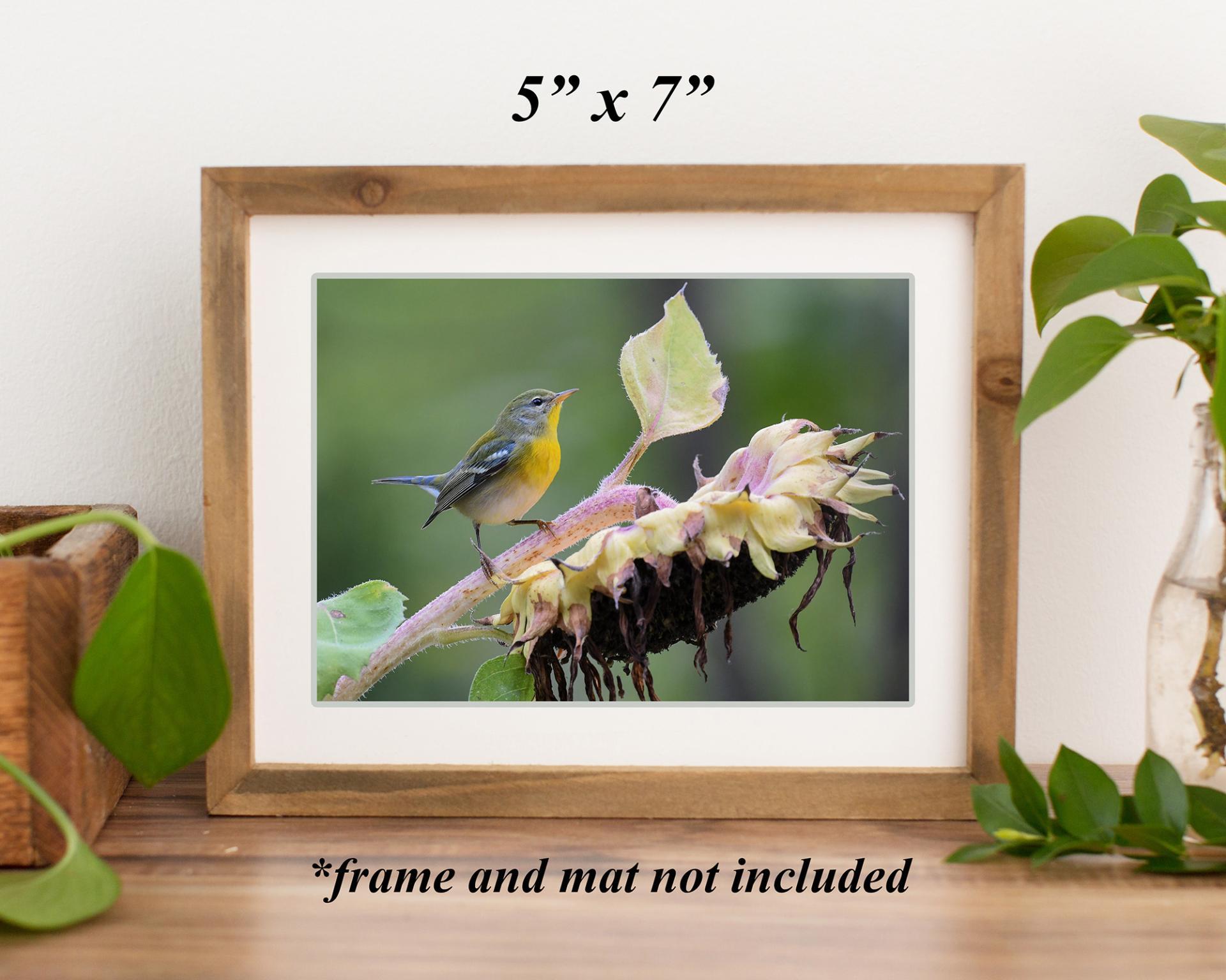  a 5 x 7 art print of a colorful bird on a sunflower in a brown frame on a brown shelf at covecreekphotography.com.