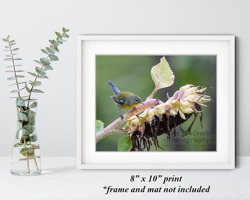 8" x 10" giclée print of a northern parula on a sunflower at Cove Creek Photography