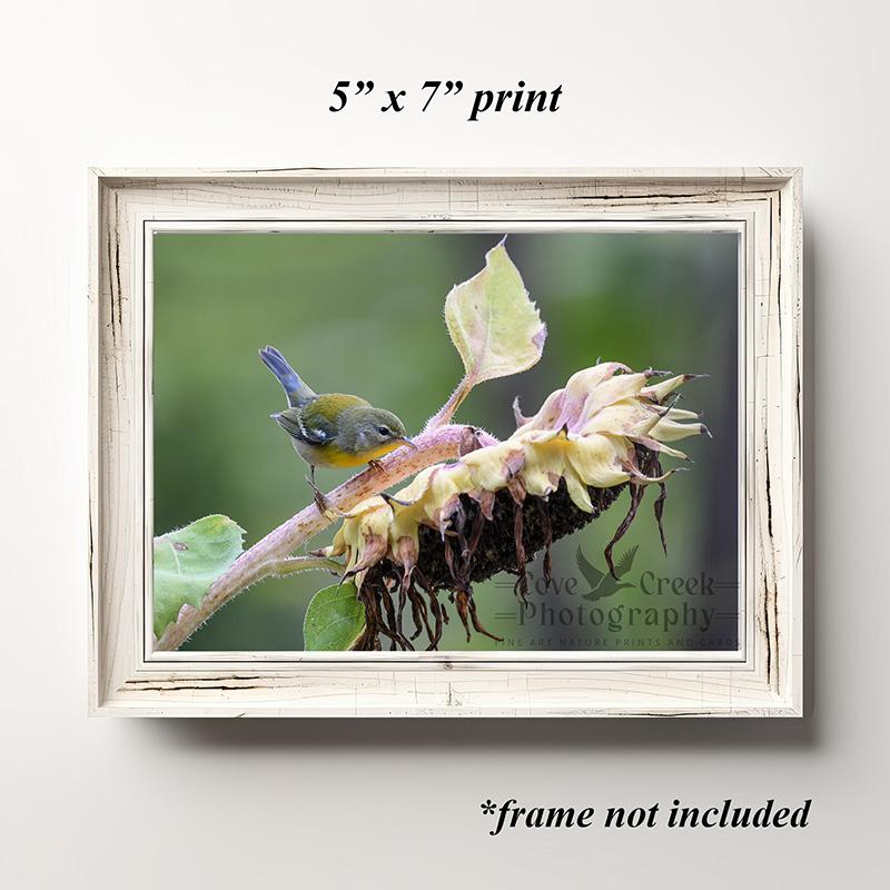Colorful bird perched on a sunflower fine art print at www.covecreekphotography.com