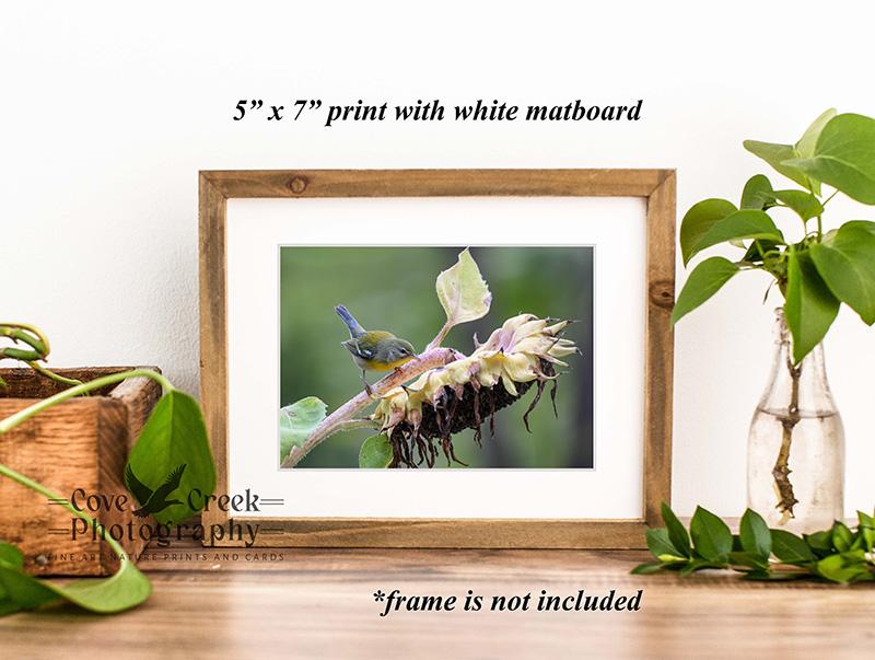 Garden scene giclée print with a bird and sunflower available at Cove Creek Photography.