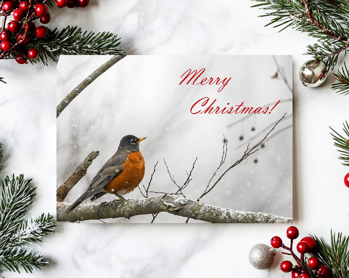 A nature photography holiday card with an American robin and Merry Christmas at Cove Creek Photography.