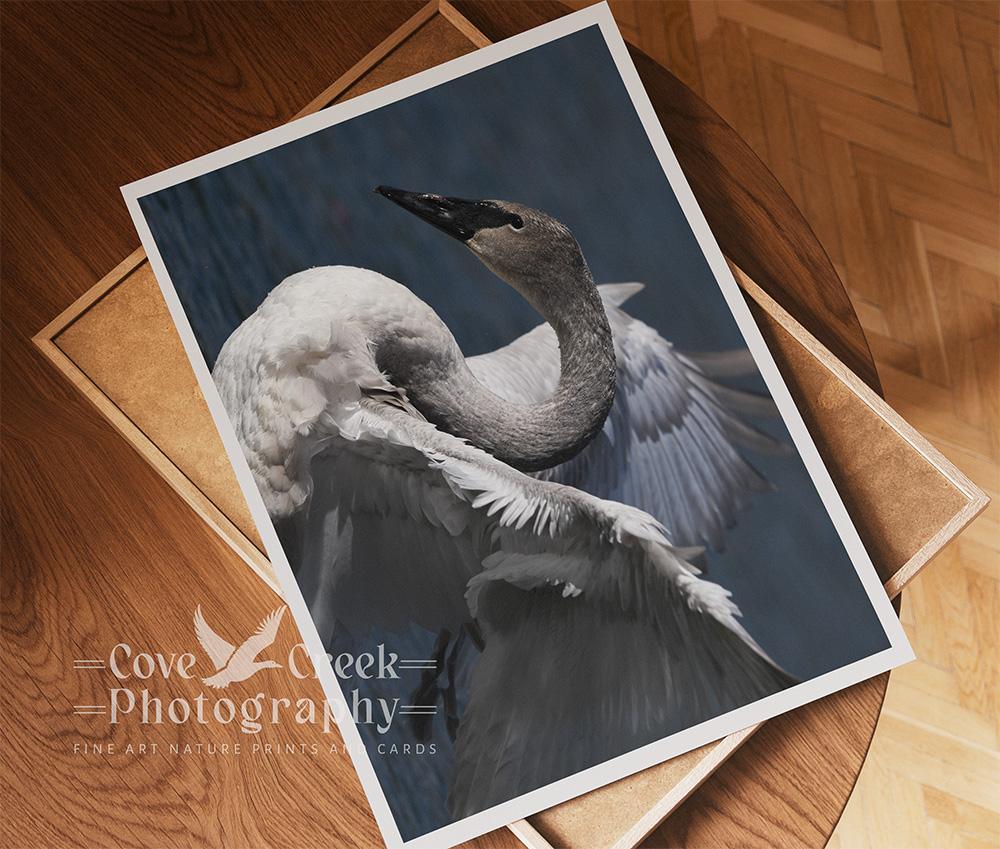 A dramatic giclée print of a trumpeter swan available at www.covecreekphotography.com. 