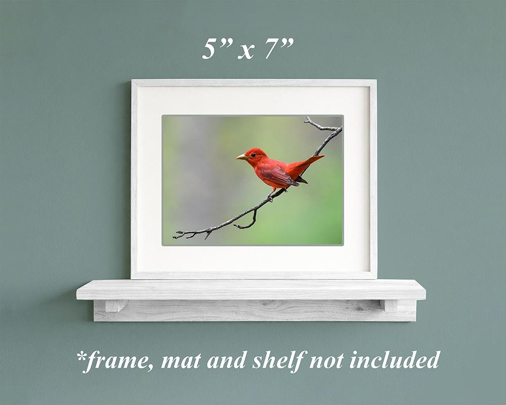 A framed art print of a red summer tanager on a branch at Cove Creek Photography.