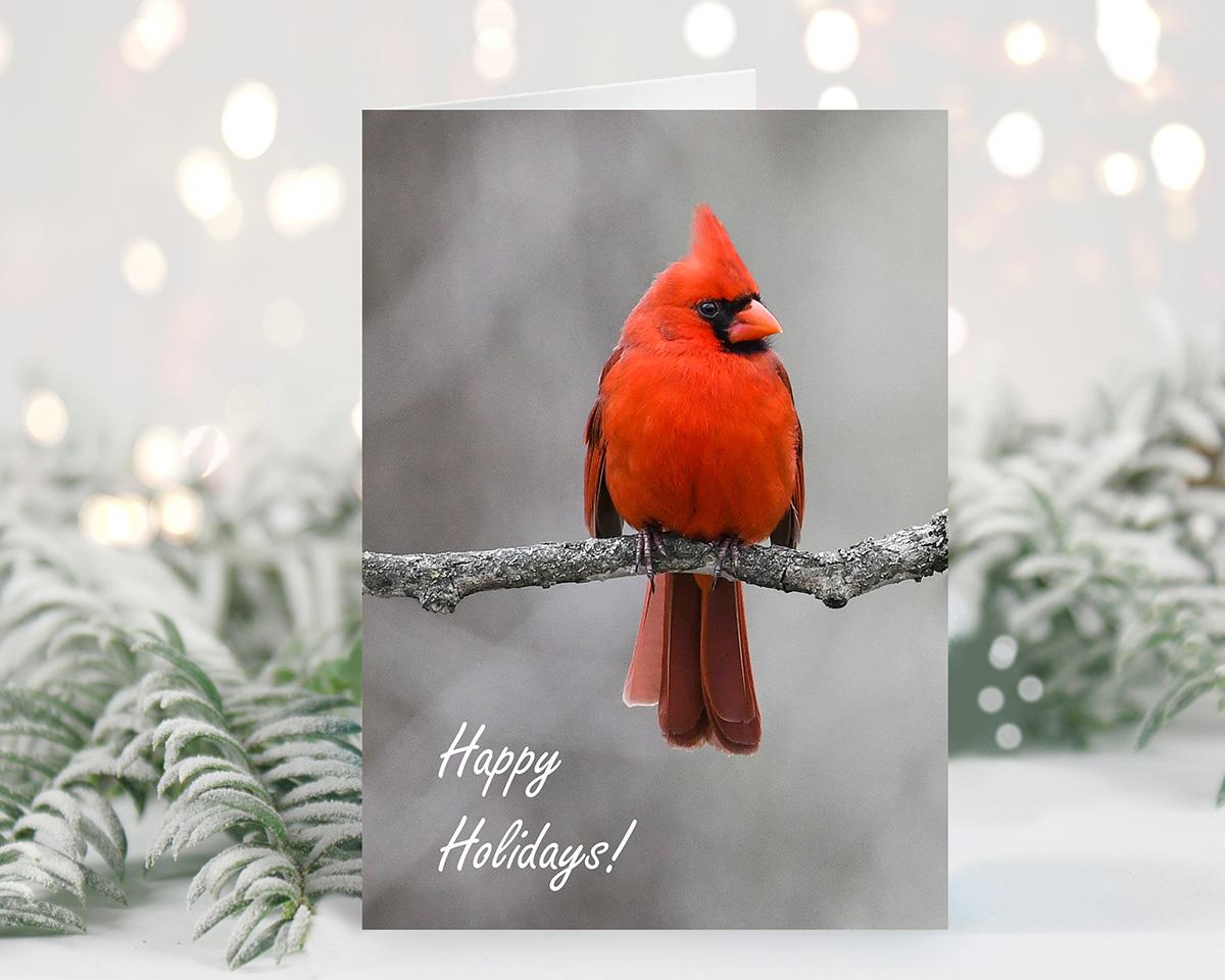 A wildlfe photography holiday card featuring a northern cardinal and "Happy Holidays" at covecreekphotography.com.