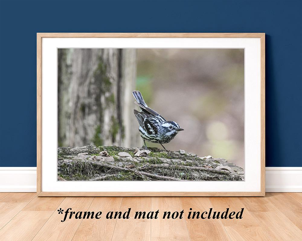 A framed color giclee print wall art of a black and white bird in a forest at Cove Creek Photography.