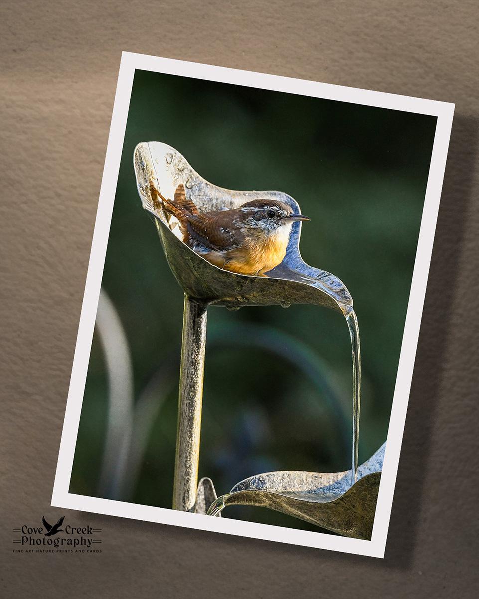 A giclee print of a small brown bird sitting in running water in a garden water feature available at covecreekphotography.com.