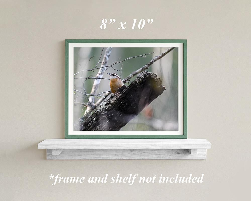 Framed nature theme giclee print wall art with a tiny bird perched on a tree stump in a green forest at covecreekphotography.com.
