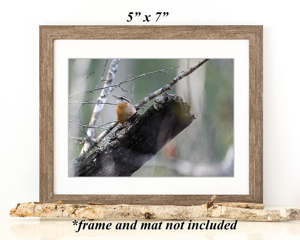 5 x 7 nature photography framed wall art with a small bird perched on a log in the forest at Cove Creek Photography.
