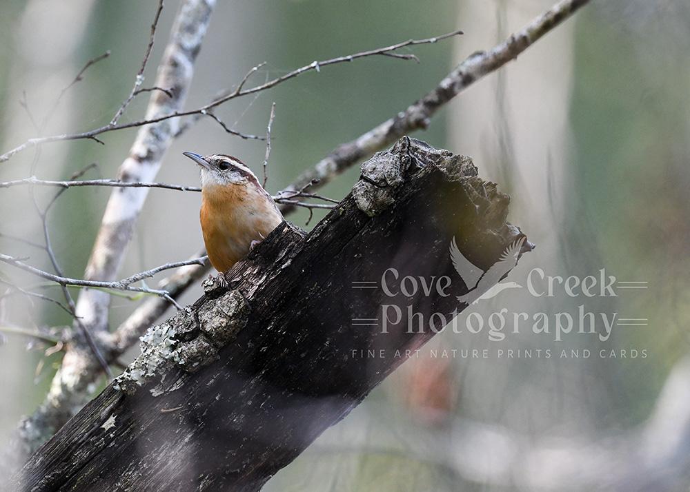 A nature photography giclée print of a Carolina wren in a riparian forest.  The original photography print is available exclusively at Cove Creek Photoraphy. 