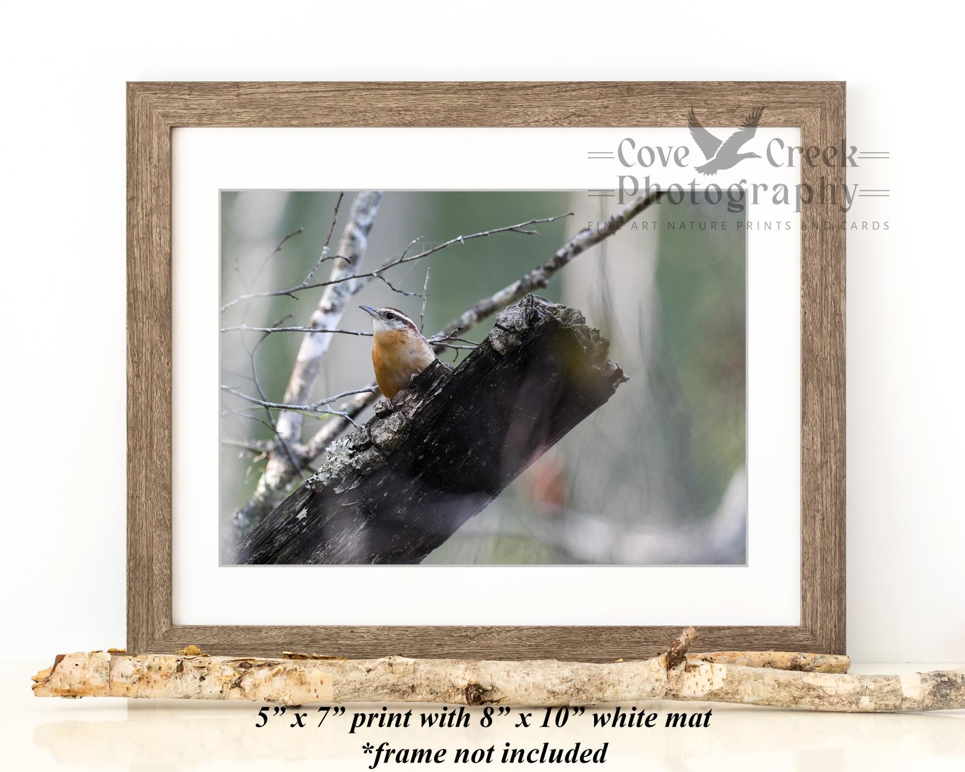 A 5" x 7" nature photography giclée print of a Carolina wren amid the muted colors of a forest, mounted to a white map and displayed in a frame.  The print is available at www.covecreekphotography.com.