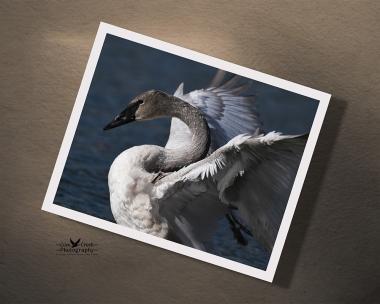 An 8" x 10" giclee print with a close up of a white trumpeter swan with uplifted wings against a dark blue background at covecreekphotography.com.