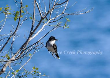 Eastern Kingbird