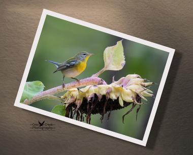 A 5" x 7" giclee print of a small colorful birch perched on a fading sunflower at Cove Creek Photography.