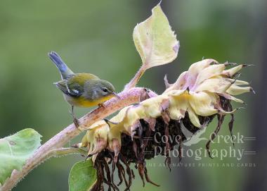 Northern Parula on a Sunflower Giclée Print at www.covecreekphotographycom.