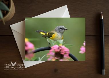 A nature photography folding any occasion card with a small bird in a dahlia garden that is available at Cove Creek Photography.