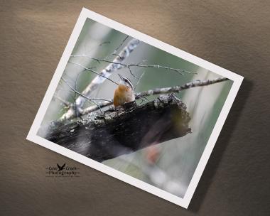Nature theme wall art with photography of a small brown bird on a log in a large forest at covecreekphotography.com.