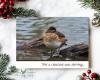 Ring-necked duck asleep on a log on a Christmas card sold at www.covecreekphotography.com.