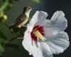 A stunning giclée print of a ruby-throated hummingbird perched next to a hibiscus flower available at Cove Creek Photography.